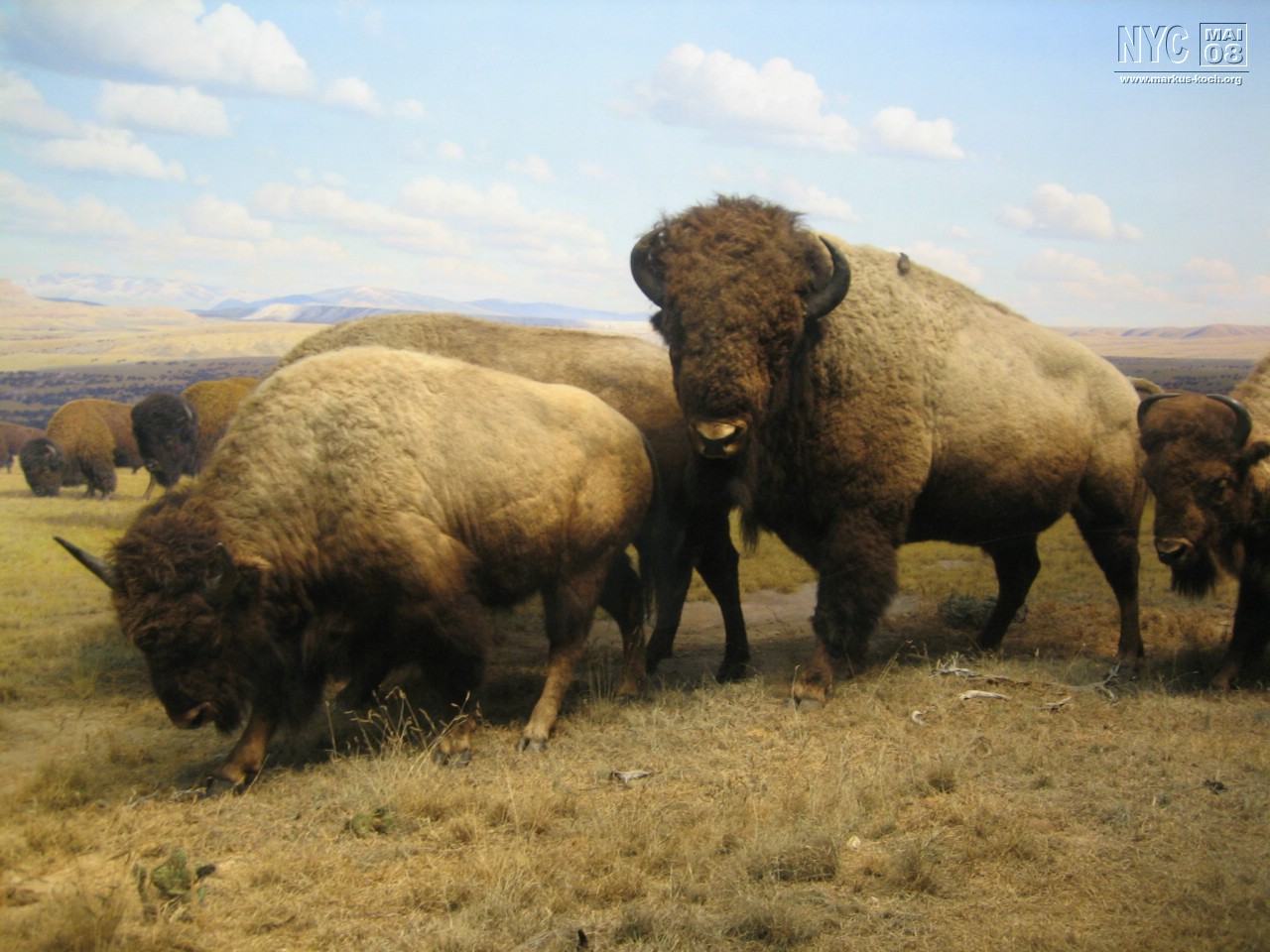 080516_nyc_tag5_mk009