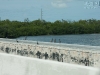 20100930_fahrt_to_key_west_mk181