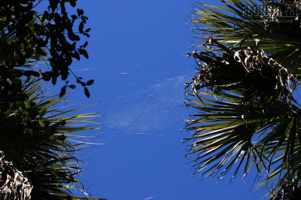 20101008_way_to_cape_coral_mk025