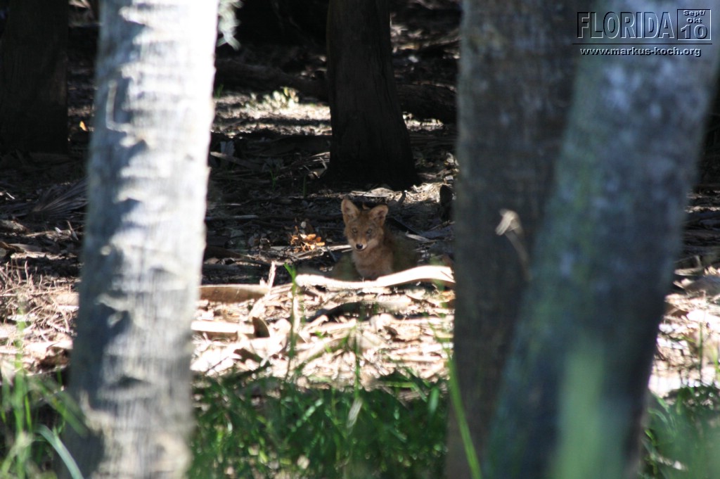 20101008_way_to_cape_coral_mk056