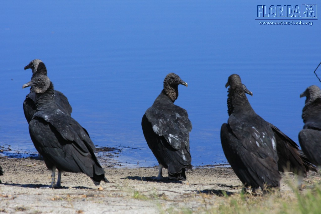 20101008_way_to_cape_coral_mk066