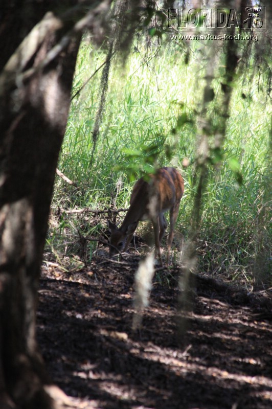 20101008_way_to_cape_coral_mk098