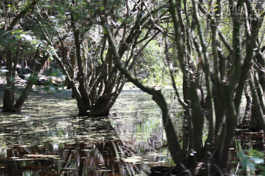 20101008_way_to_cape_coral_mk125