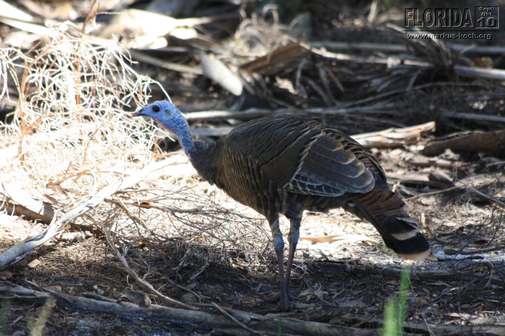 20101008_way_to_cape_coral_mk127