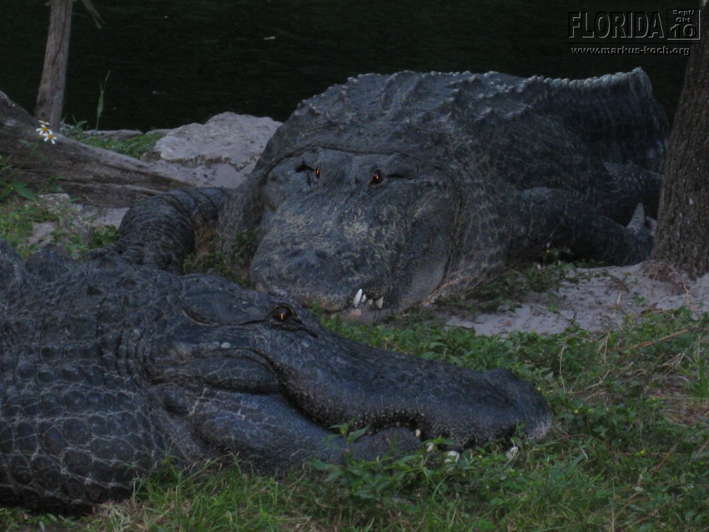 20101014_cape_coral6_busch_gardens_mk168