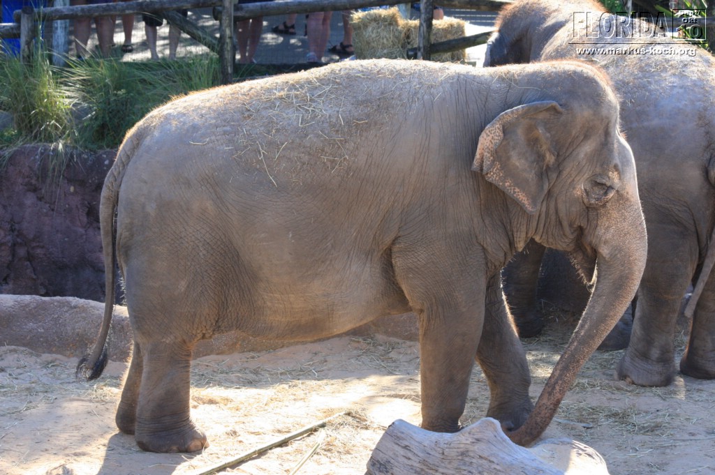 20101014_cape_coral6_busch_gardens_mk225