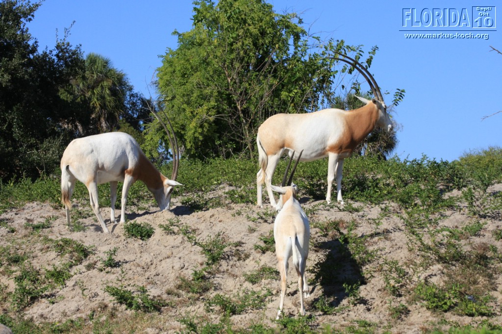 20101014_cape_coral6_busch_gardens_mk228