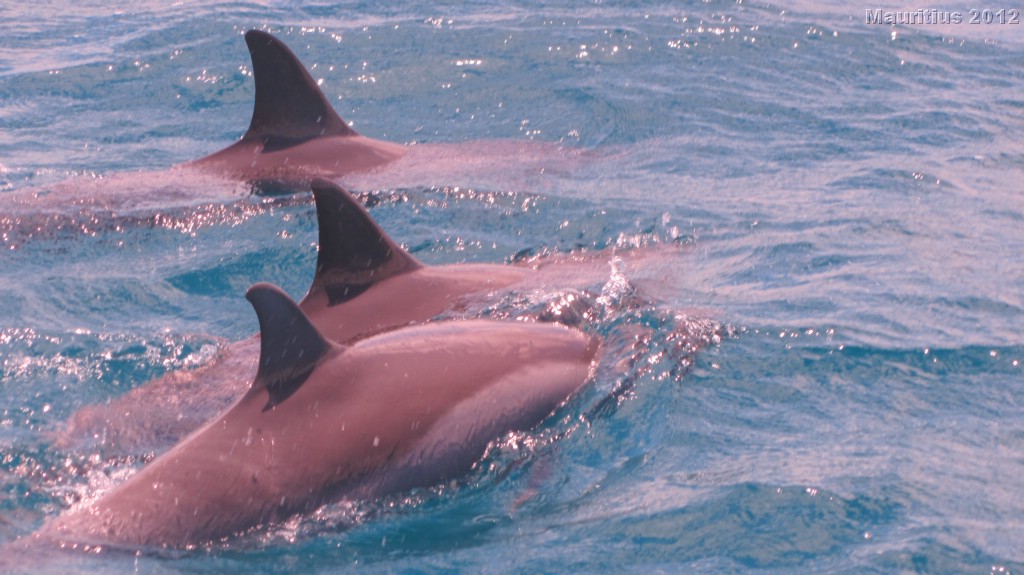 20121020_tag3_mru_tauchen_mk042