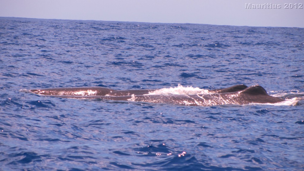 20121026_tag9_mru_dolswim_mk057