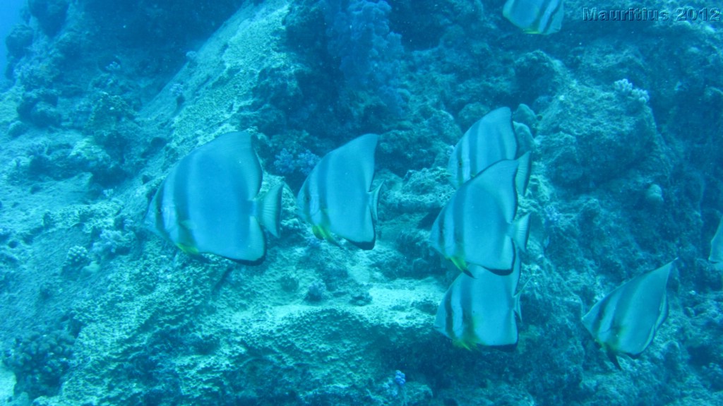 20121027_tag10_mru_tauchen2_mk024