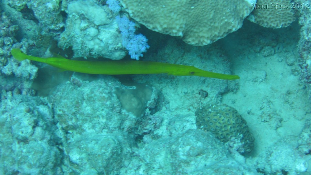 20121027_tag10_mru_tauchen2_mk033