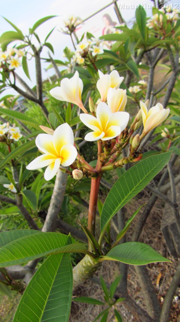 20121028_tag11_mru_mk048