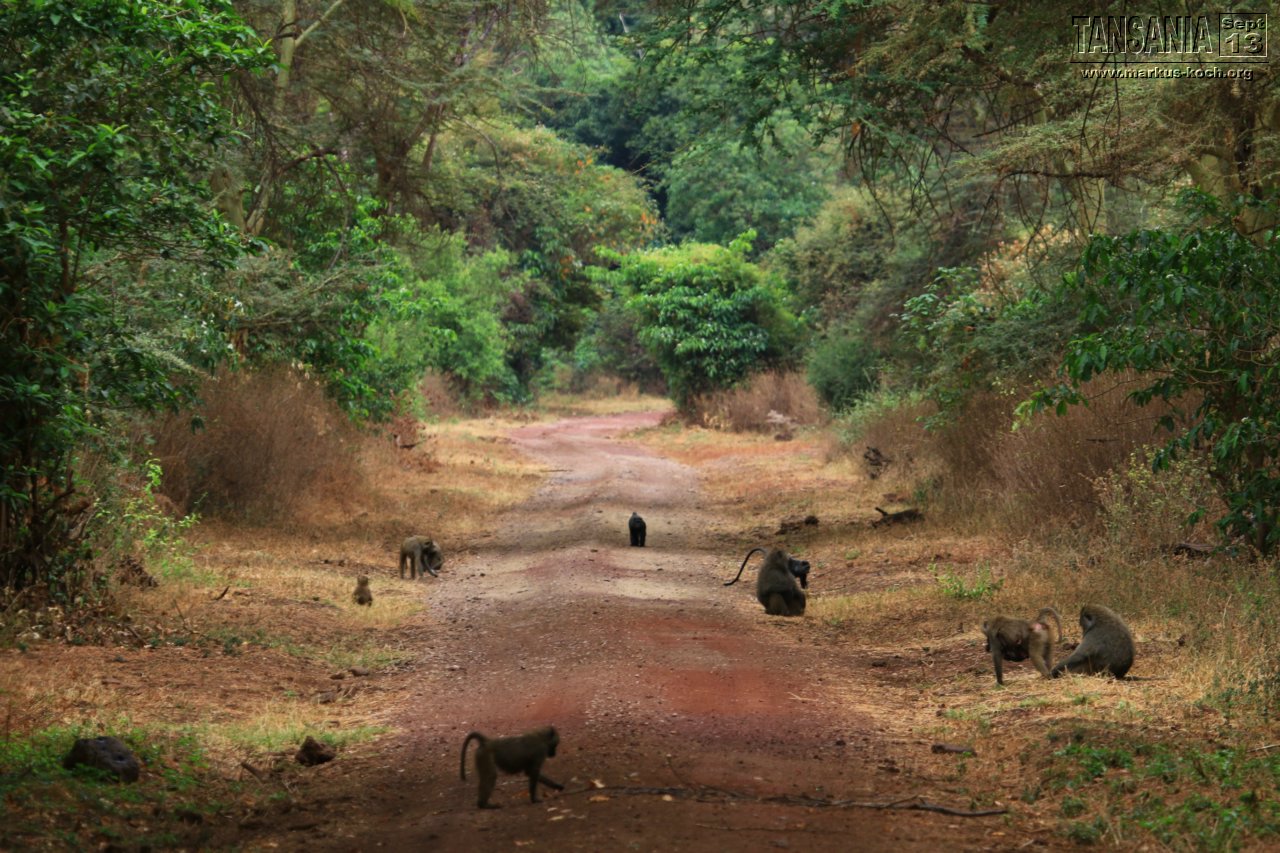 20131002_lake_manyara_np_flug_sansibar_mk025
