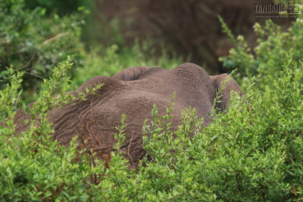 20131002_lake_manyara_np_flug_sansibar_mk043