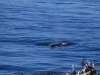 20150917_kirkcreek_us1_bigsur_monterey_watsonville_mk012