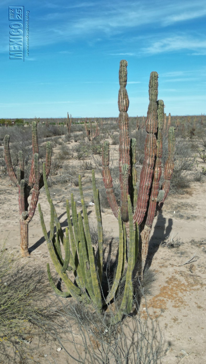 20250316-24_mexiko_baja_california_sur_mk0520