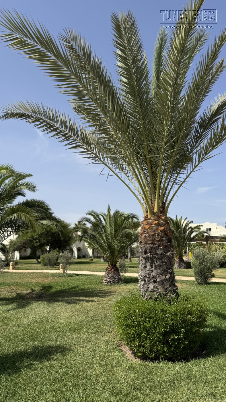 20250903-13_magiclife_penelope_beach_djerba_tunesien_mk433